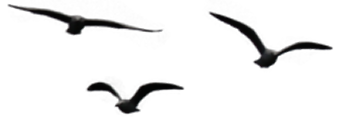 Flying birds